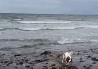 Mira cómo un perro ayudó a rescatar a un delfín bebé