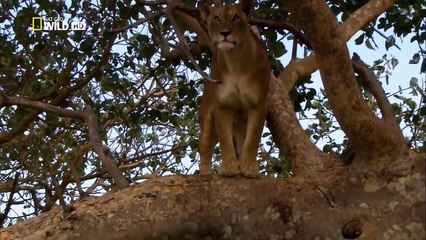 Swamp Lions 720p (2011) 3/4