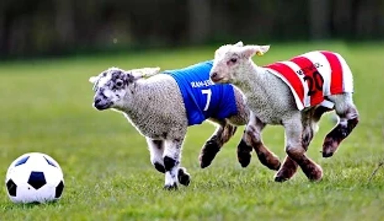 Funny Football Surprise Compilation - (Funny Fans of Football)