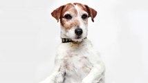 Uggie the Dog From 'The Artist' Passed Away