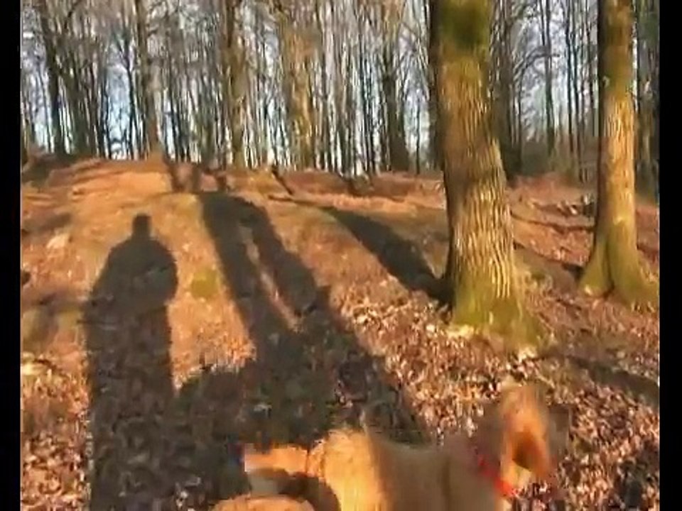 FEVRIER 2012:LES BASSETS FAUVES DE BRETAGNE SUR LA BONNE VOIE