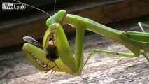 Large Praying Mantis vs Two bees