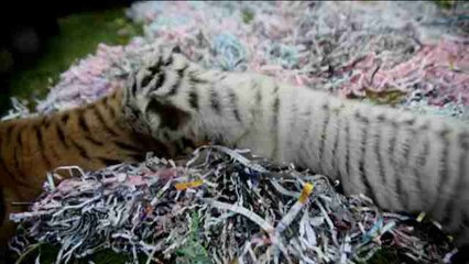 El Zoo de Bali da la bienvenida a dos cachorros de tigre de bengala