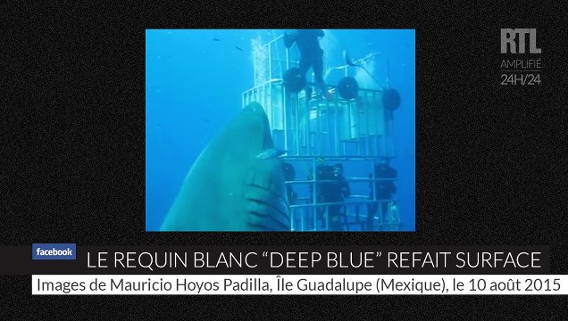 De nouvelles images de Deep blue , l'un des plus grands requins blancs