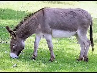 Animal Domestication