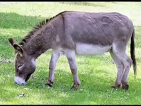 Animal Domestication