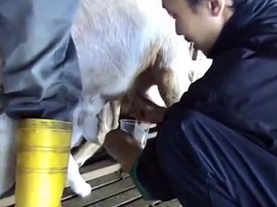 Memerah Susu Kambing