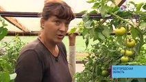 Социальный репортаж: В Белгородской области агроном создала с нуля успешное фермерское хозяйство