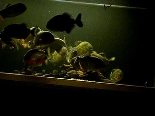 piranha eating dew worms