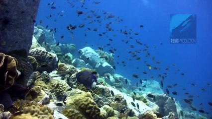 Diving Hin Rap, Koh Chang, Thailand