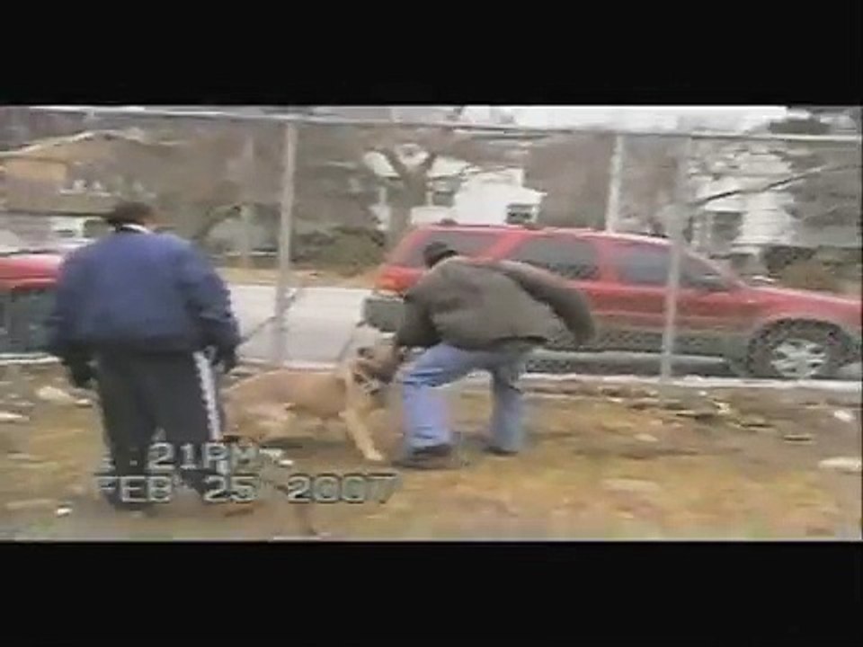 Cane Corso Protection Training