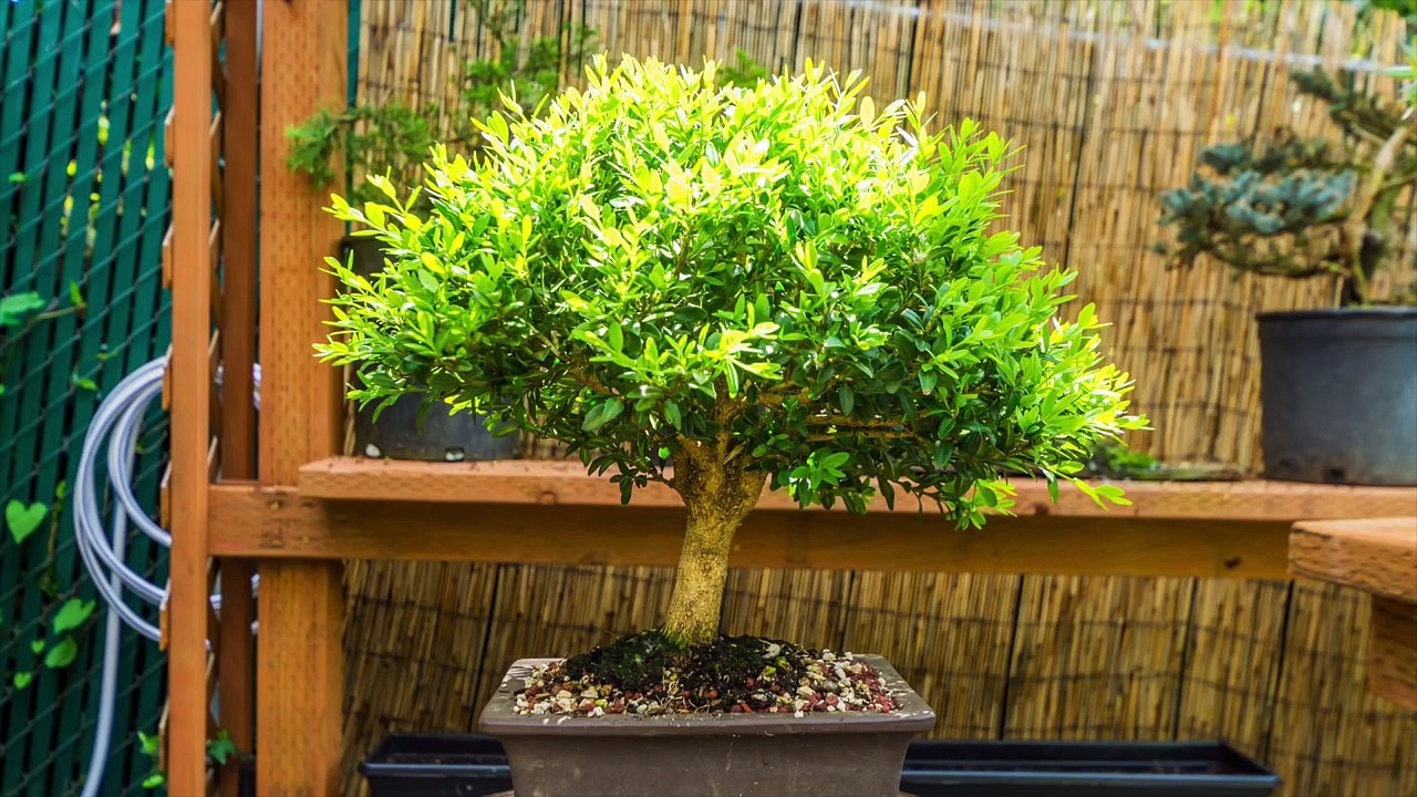 Justin Brouwers Boxwood Bonsai