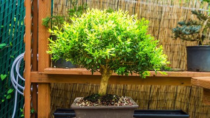 Justin Brouwers Boxwood Bonsai