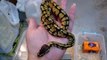 6 Pastel & 1 Yellow Belly Baby Ball Pythons!