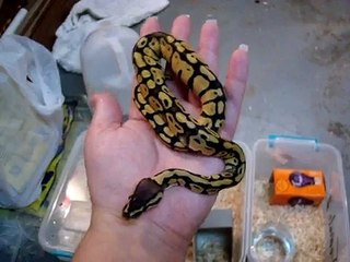 6 Pastel & 1 Yellow Belly Baby Ball Pythons!