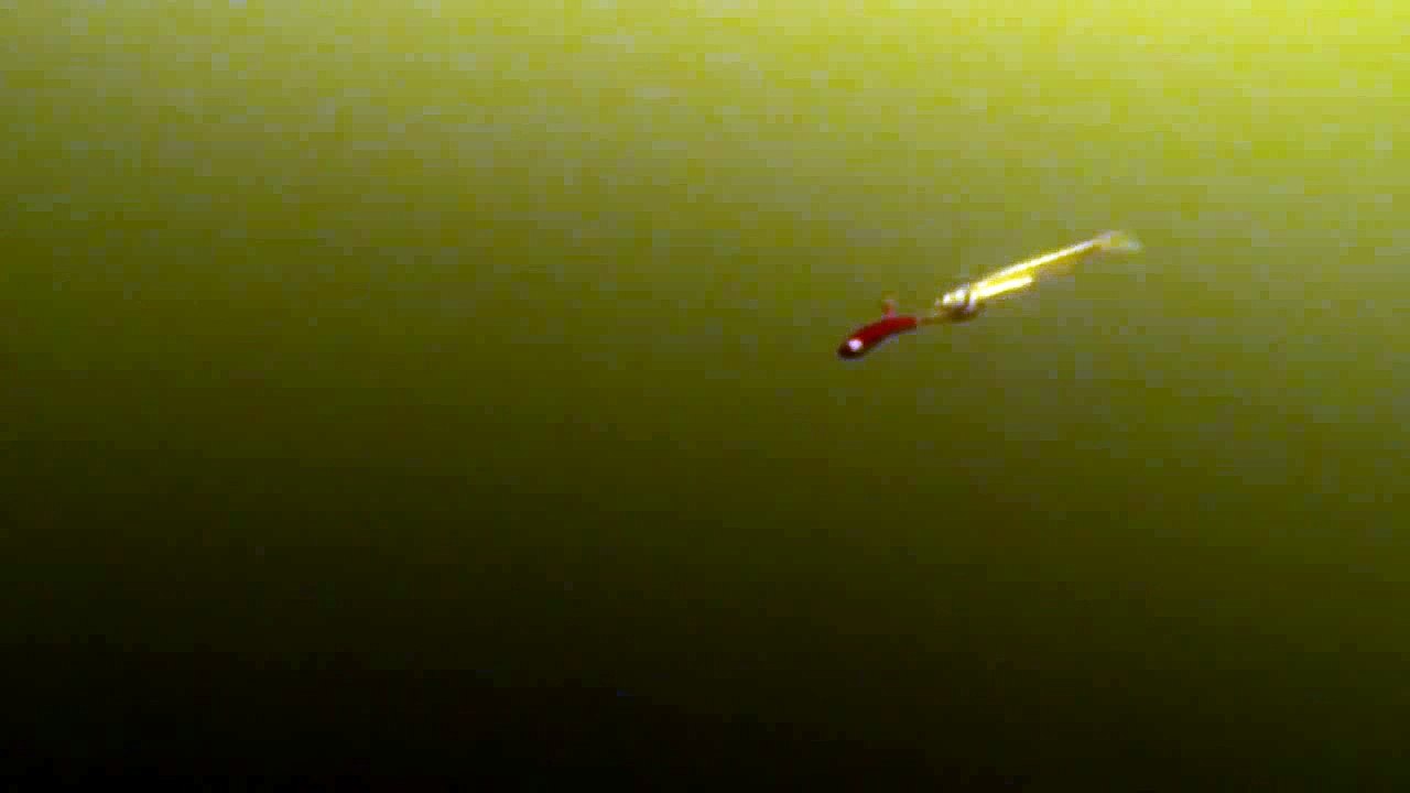 Red Hot Jigging Action, HD Underwater Footage