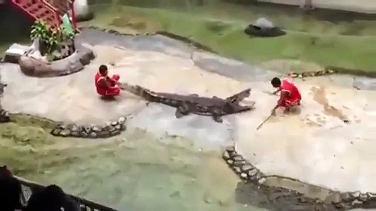 Thai vs crocodile