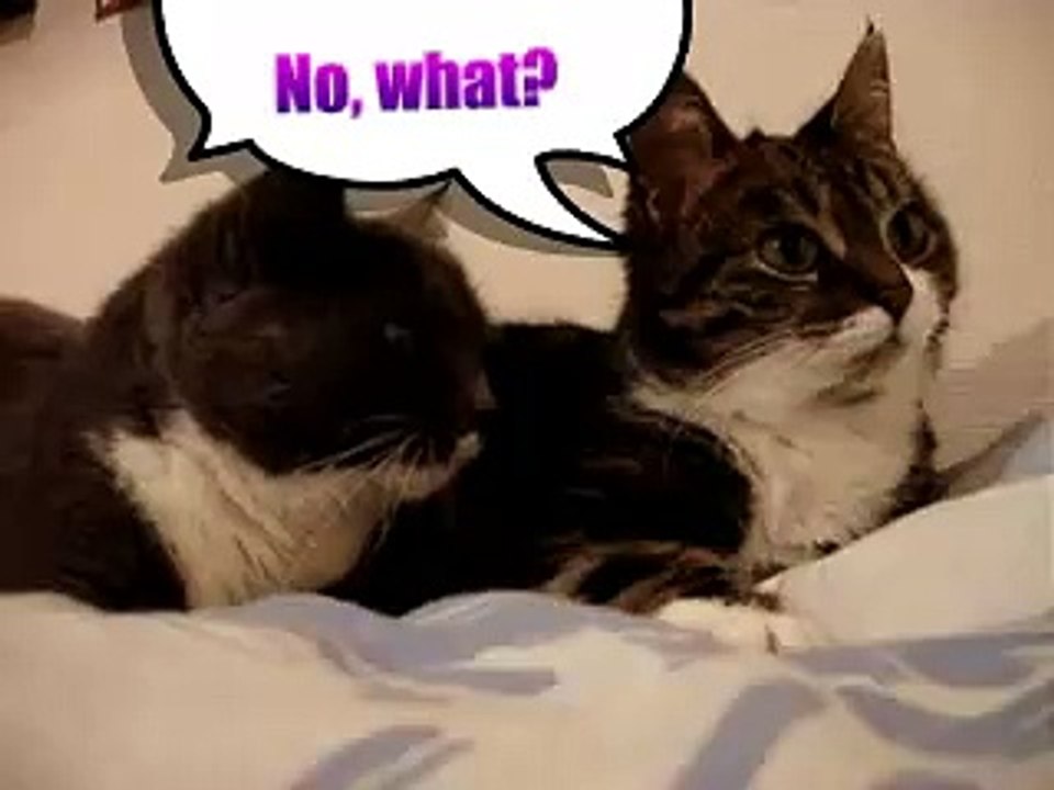 The Two Talking Cats Translation 2