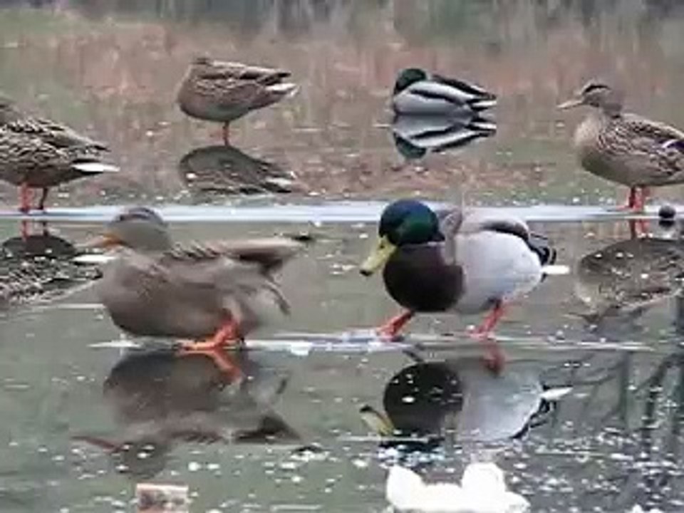 Утки на льду