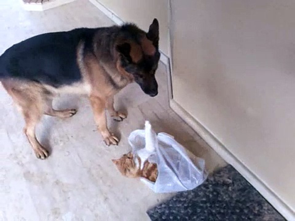 Benim Kedi ve Kopek:)