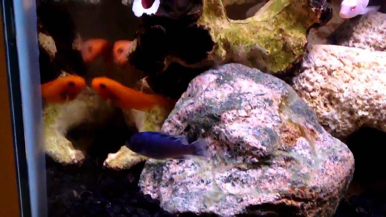 Red Zebra Cichlids Fighting