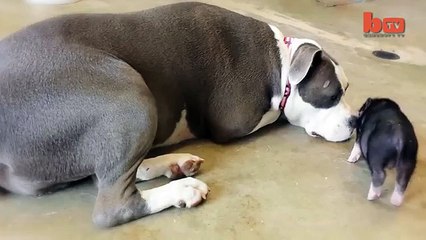 Cute Piglet Is Best Friends With Pit Bull Terrier Rescue Dog