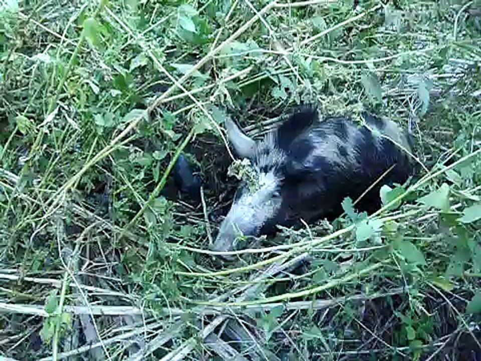 wild sow giving birth
