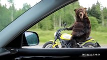 Ours conduit une moto en Russie