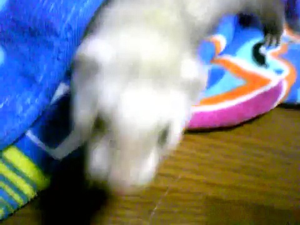 Baby ferret noises
