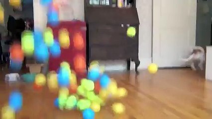 Dog Surprised with 100 Balls for Birthday_ Cute Dog Maymo