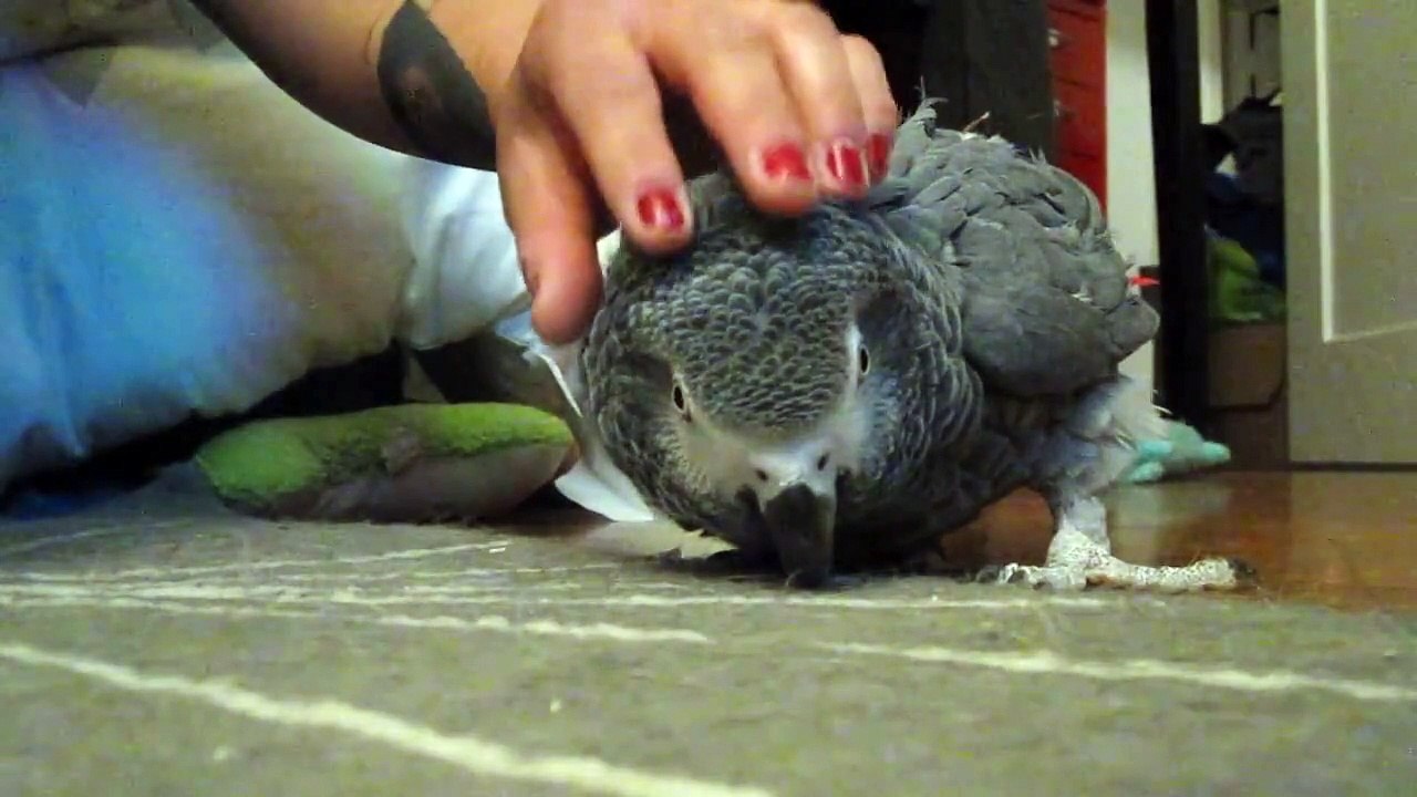 Petting My Bird Like A Dog