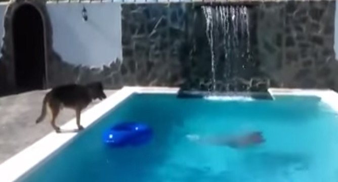 Les chiens sont bien les meilleurs !!