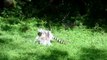 Funny Jumping Lemurs - (Monkeys)