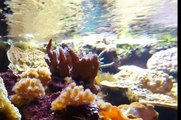 Aquarium tropical poissons tropicaux eau de mer et eau douce