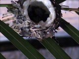 ESPECTACULAR, MARAVILLOSO. Colibrí ILY dando de comer a sus crías Nene y Coco. EN MI CASA!!!!!