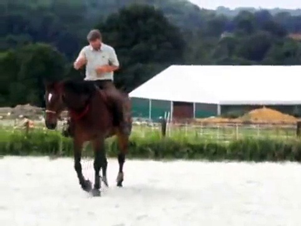 Nestor et David, éducateur équin ( version courte