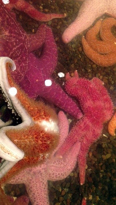 How Do Sea Stars Reproduce?
