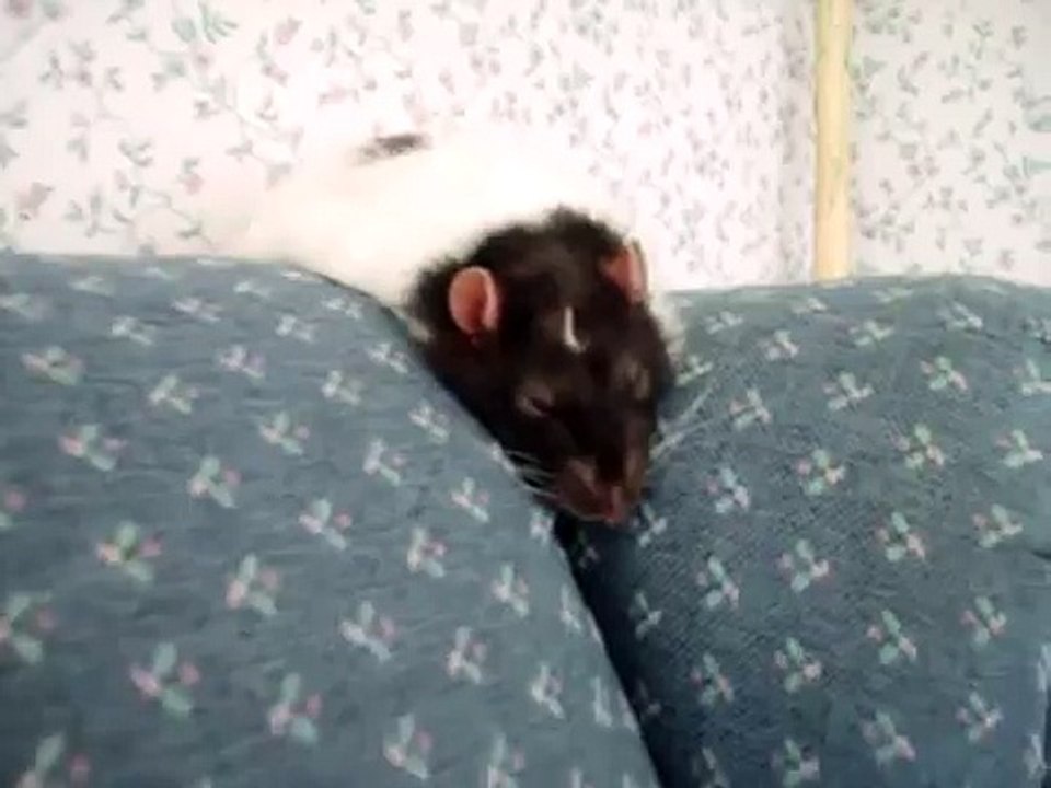 sleepy rat on a couch