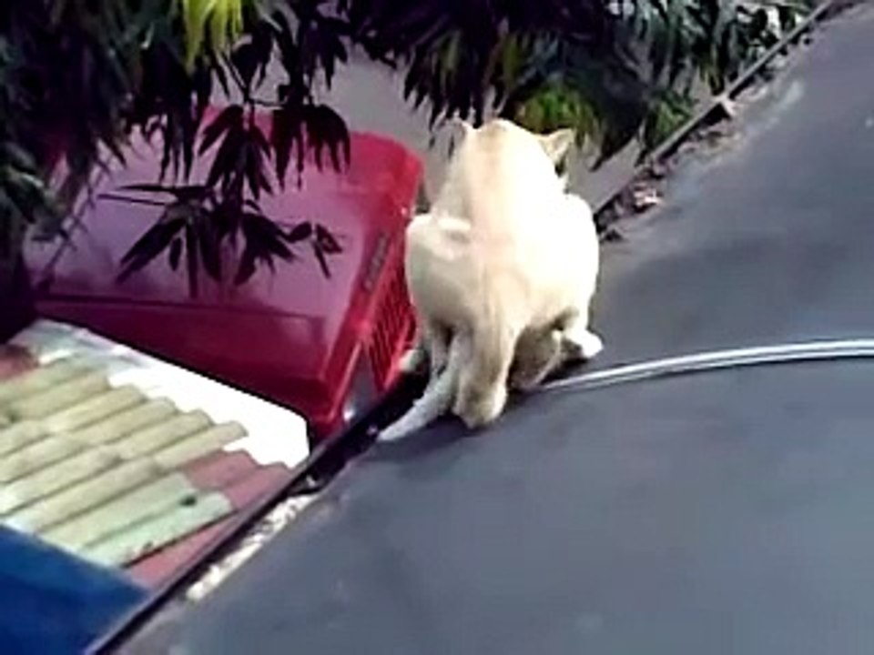 kucing kawin jatuh