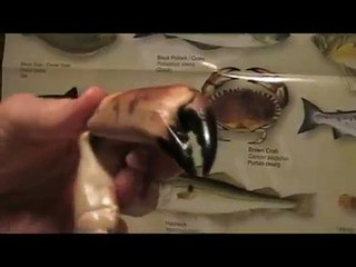 Rybki z  morza irlandzkiego