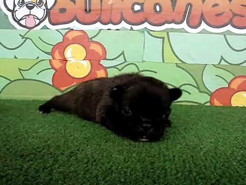 French Bulldogs Puppies for Sale Madonna / bullcanes.net