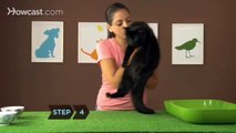 طريقة تدريب القطط على الليتر بوكس للكيتنز او البالغين