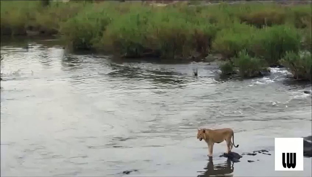 Crocodile vs lion