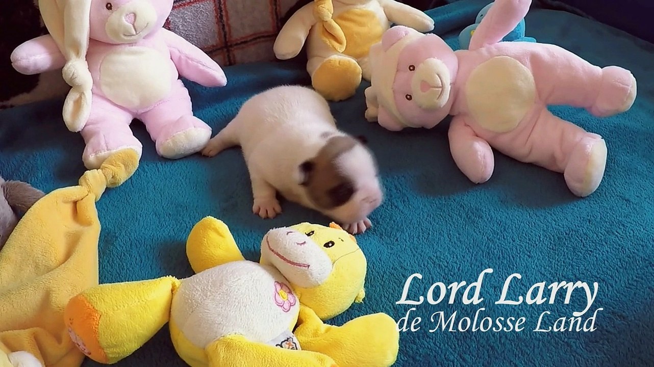 BB 15 jours_Molosse Land