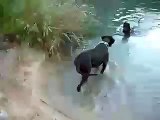 Dogo Aleman Gran Danes Dante con Nano en el Agua