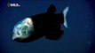 Deep sea creatures amazing creatures in our depths! - deep sea animals