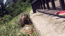 Eater, furry animal. Cute animal eating. Watermelon eating. Ny animals, pets, small gopher, mole