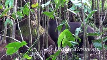 Tapir (Tapirus terrestris)