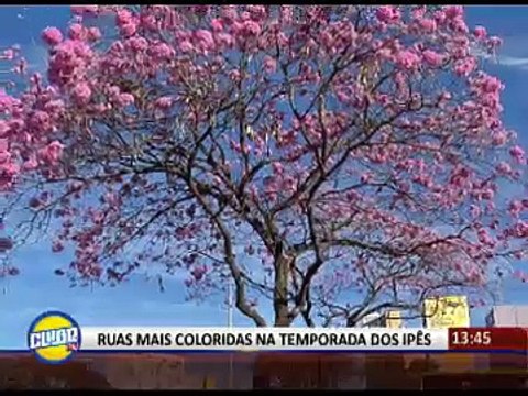 IPÊS ENCANTAM TURISTAS E MORADORES DO DF