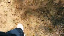 Shock! Snake bite  ! Amazing snake moving and no bite this time
